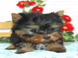 teacup yorkie